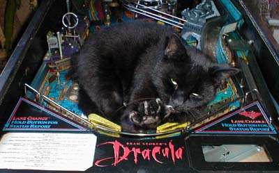 cat clawing on Dracula pinball machine